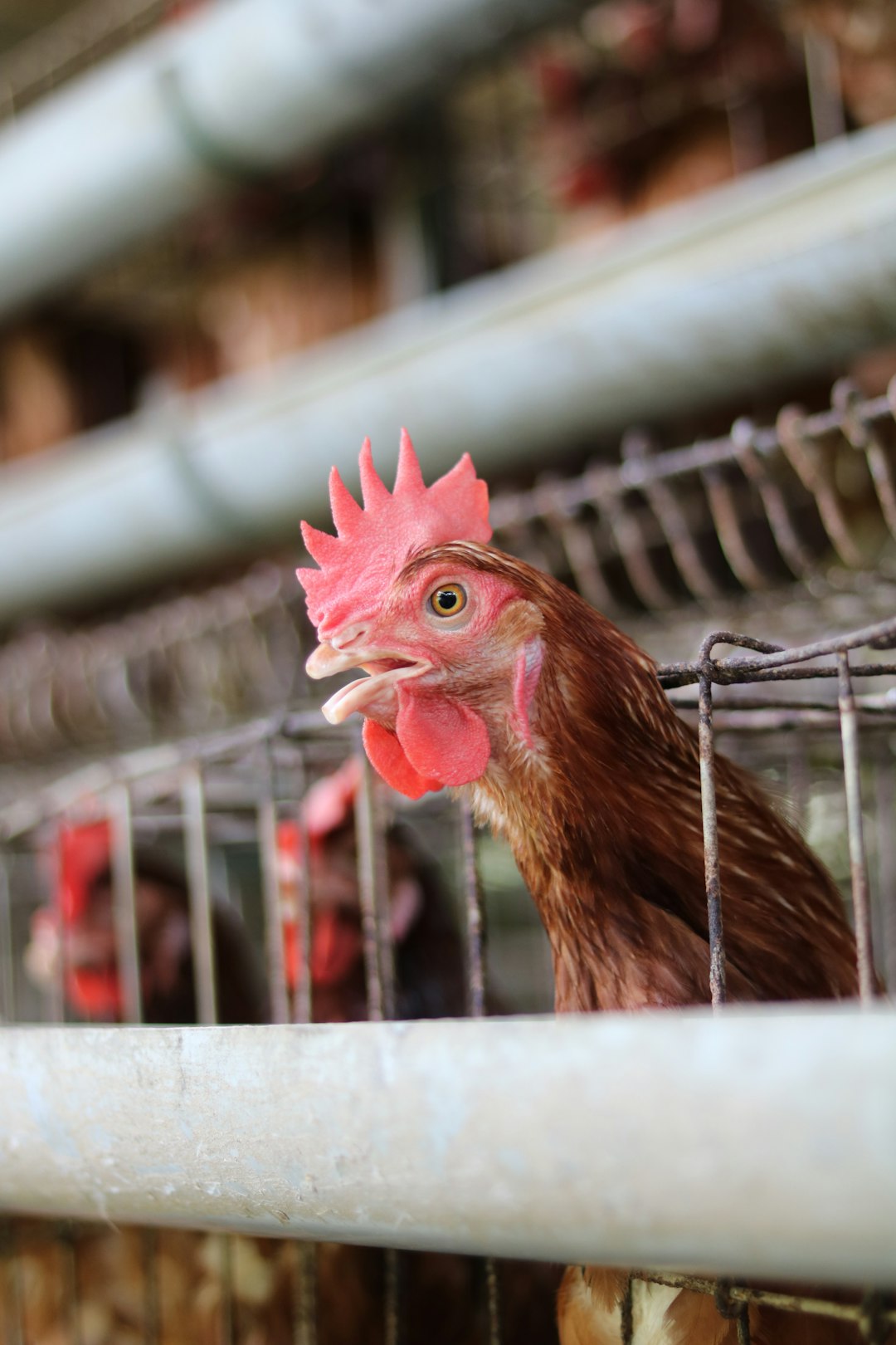a-brown-chicken-looks-out-from-a-metal-cage-mbbdfhm13oq
