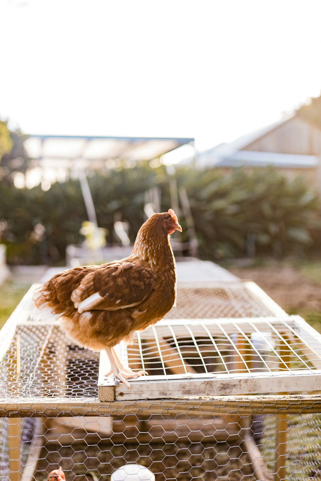 My wonderful backyard chickens! This one is Ginger.
