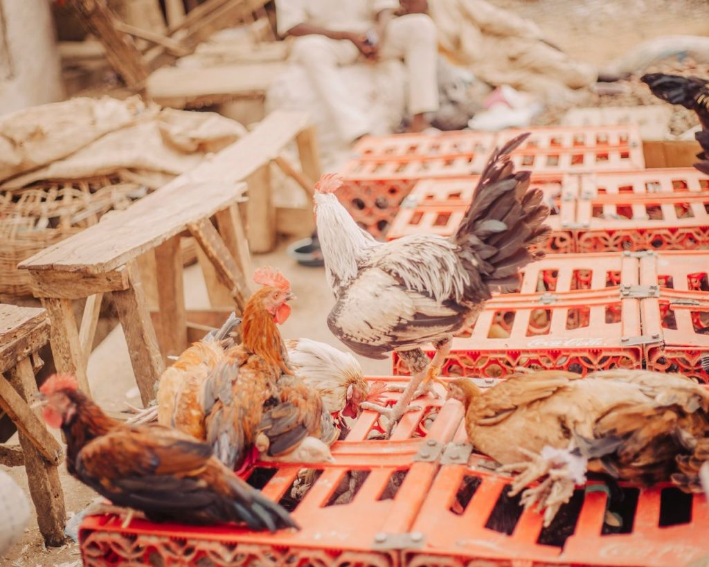 Vibrant chickens gather on bright red crates in a lively outdoor market setting.