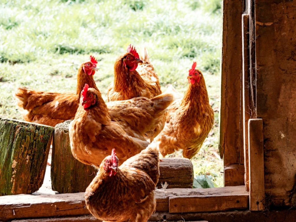 six-brown-hens-beside-wall-during-daytime-tp9y4-w9dia