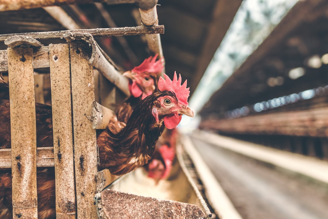 Chickens in the cage on chicken farm. Chicken eggs farm.
