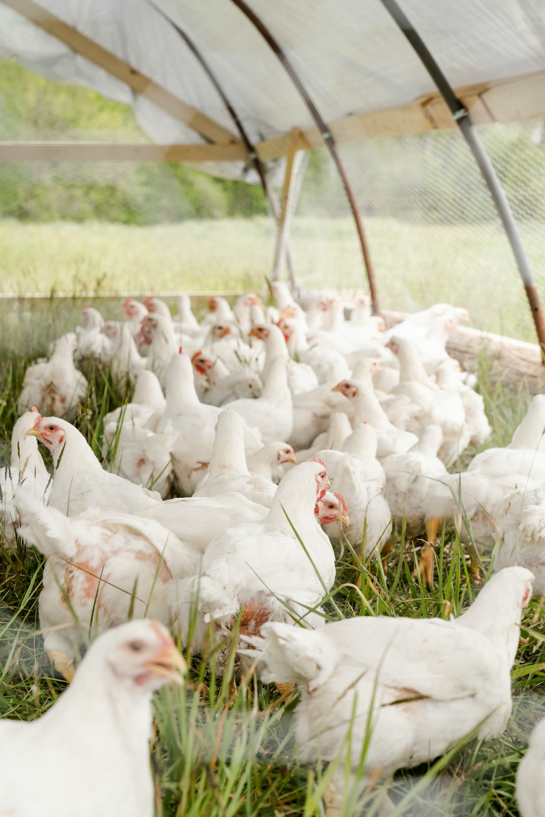 Chickens moved from the brooder to their first time on pasture at Pasture Song Farm in Pottstown, PA. Pasture Song is a small-scale, sustainable meat and cut-flower farm.

More photography at http://zoeschaeffer.com and http://instagram.com/dirtjoy
More from the farm at http://pasturesongfarm.com

#regenerativeagriculture #organicfarming #regenerativefarming #farming #youngfarmers