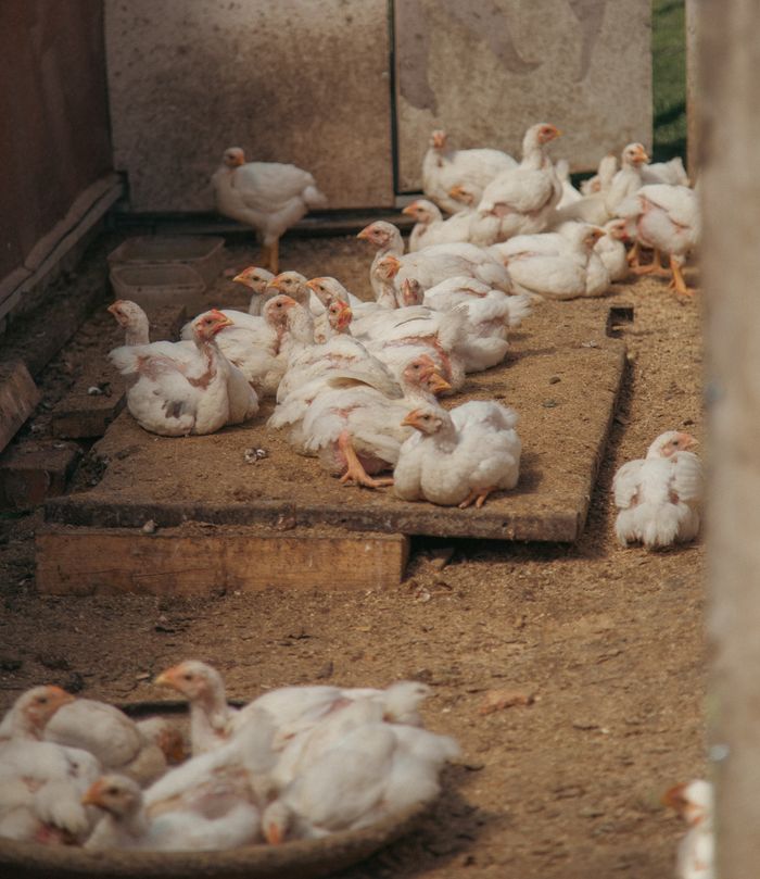 White chickens gather on a rural farmyard, showcasing poultry farming.