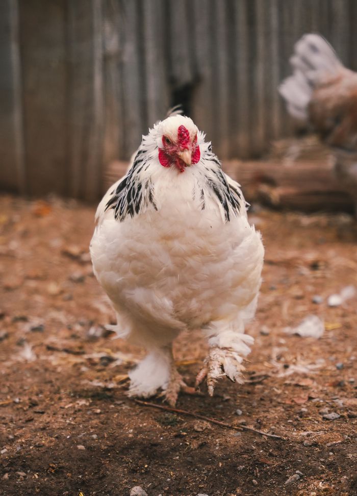 message-img A white hen walking on a rustic farm ground, showcasing natural poultry life.