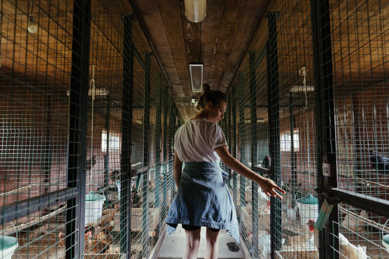 A young woman tends to chickens inside a rustic farm coop, showcasing rural life.